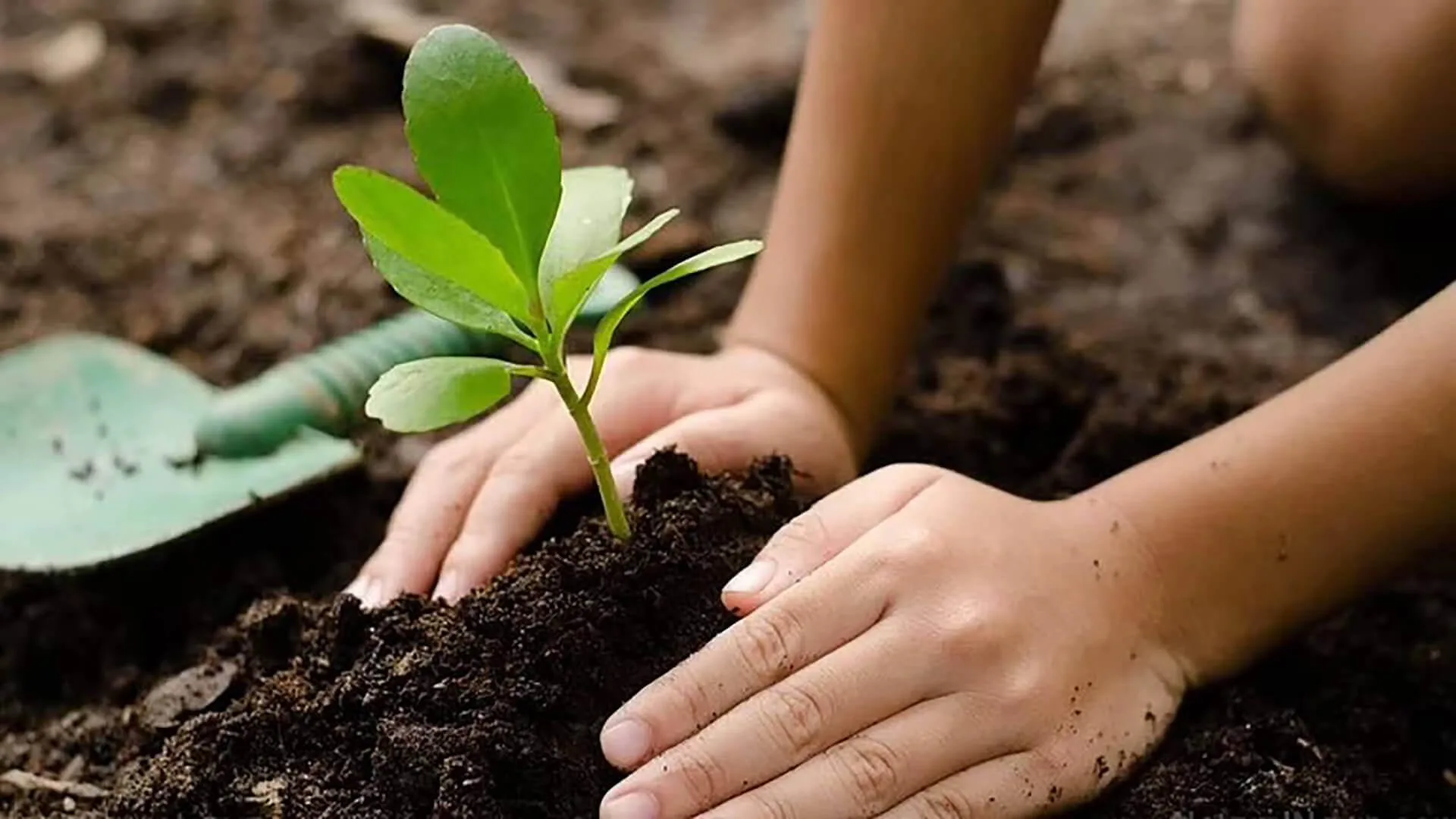 Tree-Planting